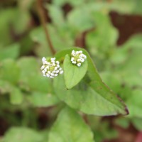 Persicaria nepalensis (Meisn.) H.Gross